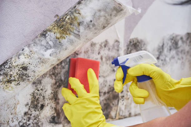 Trusted Greene, IA Mold Removal Experts